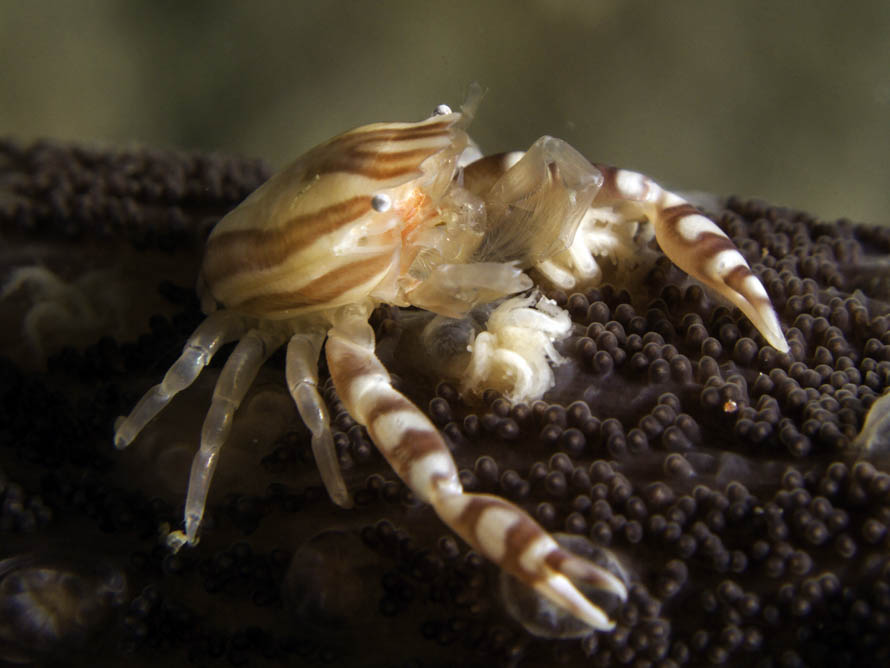 Lissoporcellana quadrilobata 